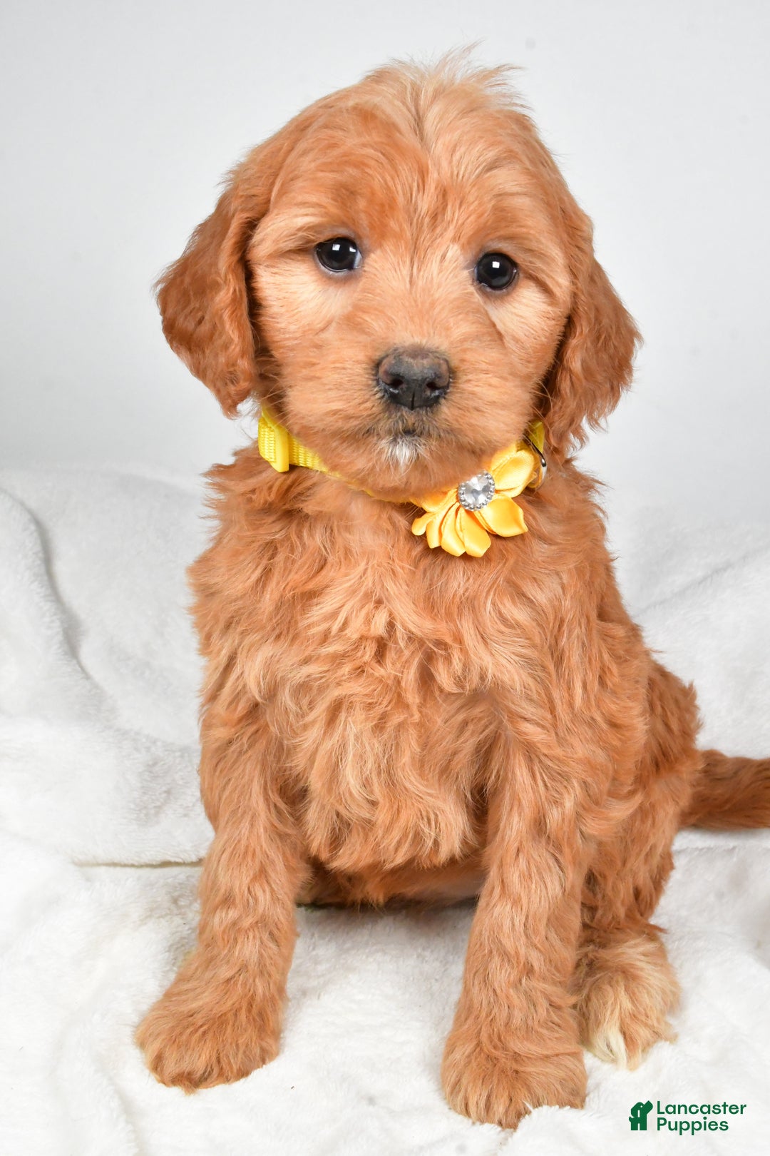 Mini Goldendoodle dogs for sale: Bridget - Ad 1