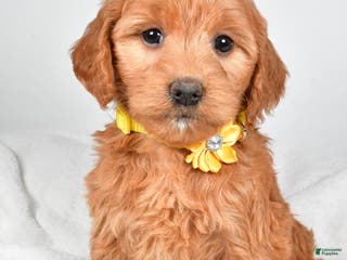 Mini Goldendoodle dogs Bridget - Ad 33