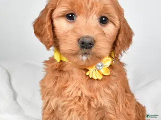 Mini Goldendoodle dogs Bridget - Ad 28