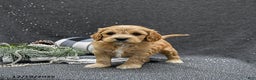Cavapoo dogs for sale: Patches - Ad 1