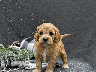 Cavapoo dogs Patches - Ad 3