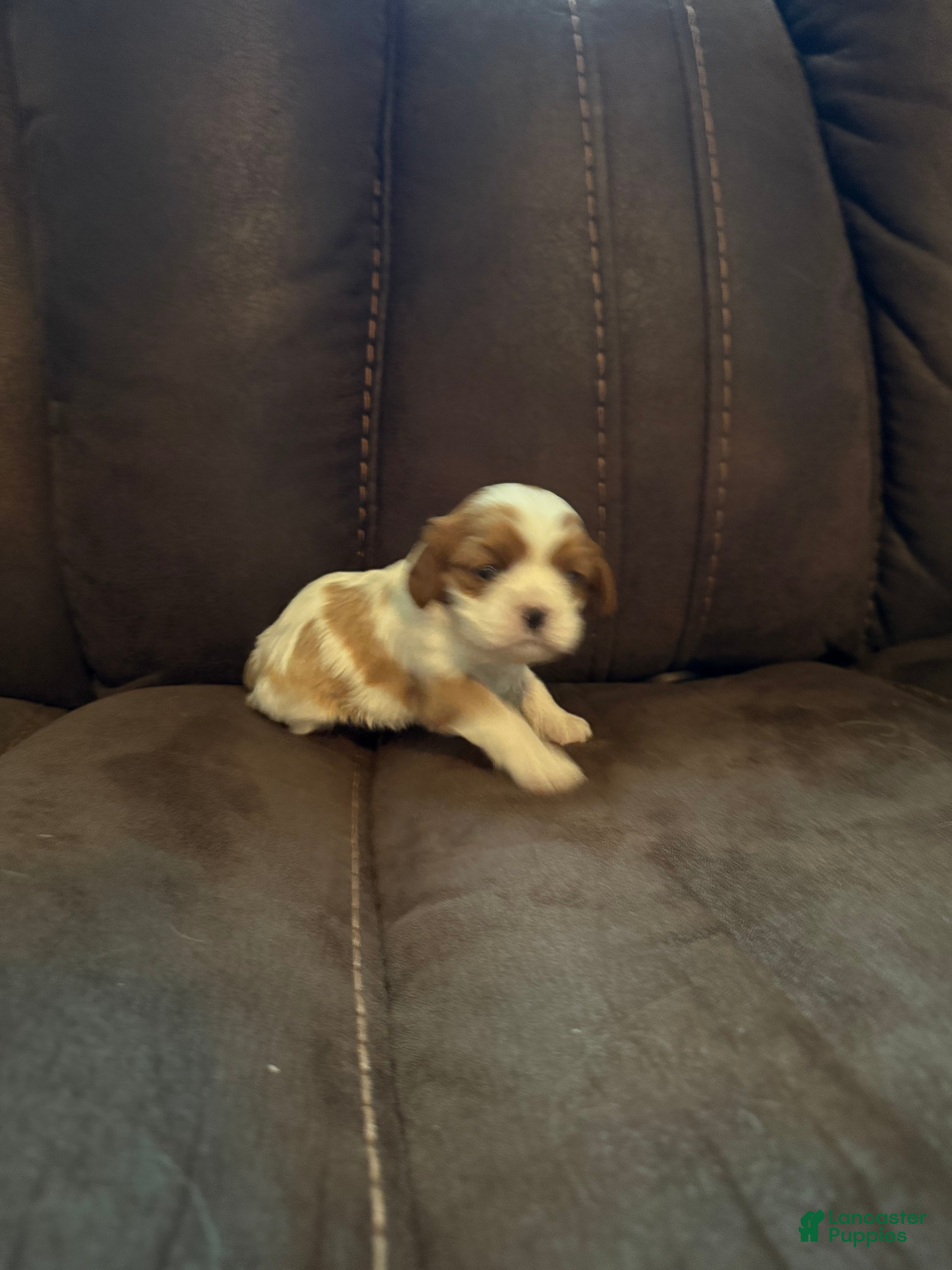 Cavalier King Charles Spaniel dogs for sale: Cavalier King Charles Spaniel - Carla - Ad 6