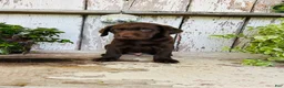 Labrador Retriever dogs for sale: Tucker  - Ad 3