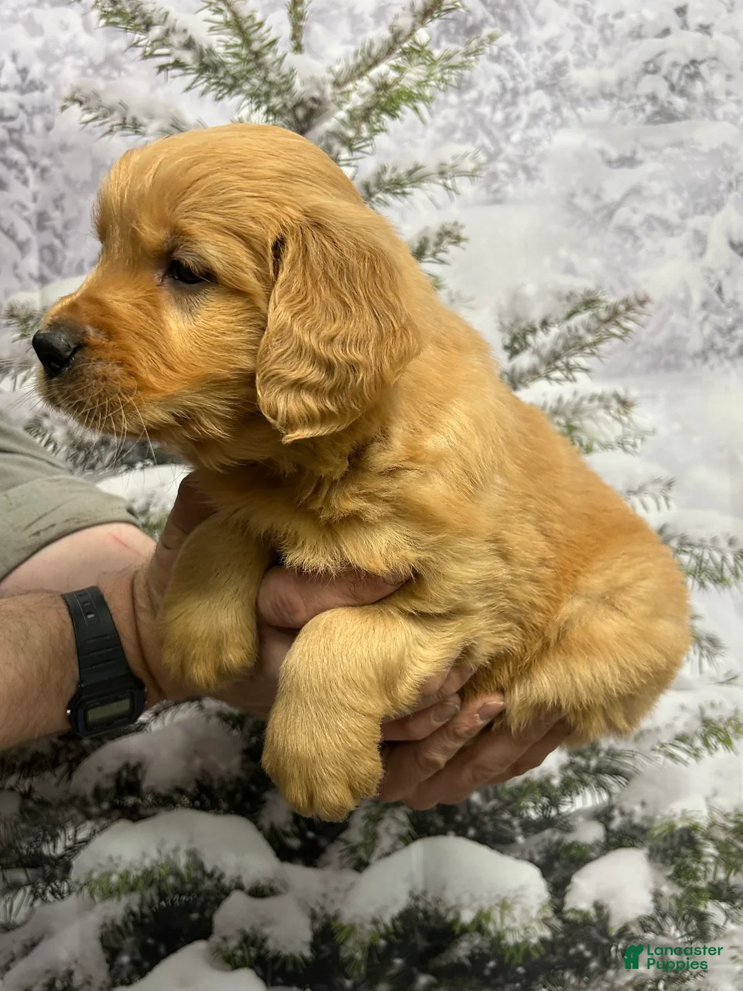 Golden Retriever dogs for sale: Duke  - Ad 4