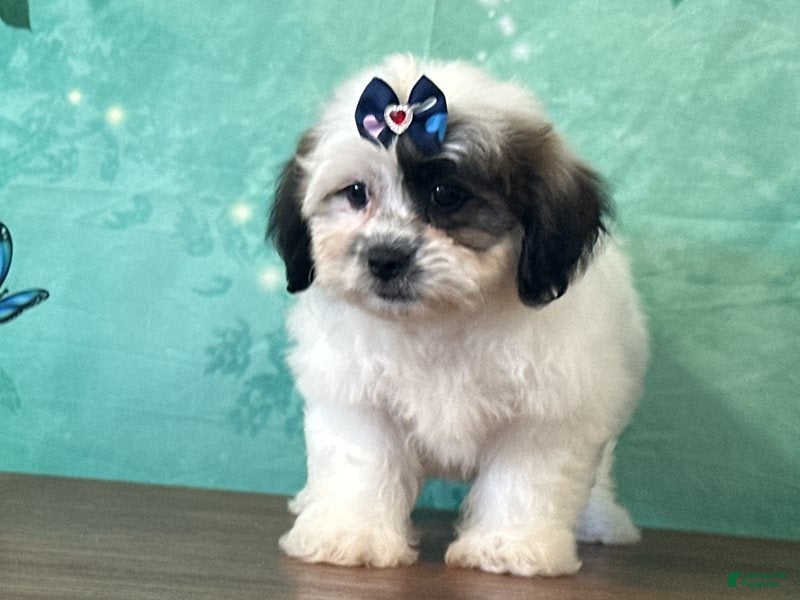 Mixed Breed dogs Ivory - Ad 1
