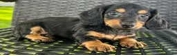 Dachshund dogs for sale: Devo - Ad 2