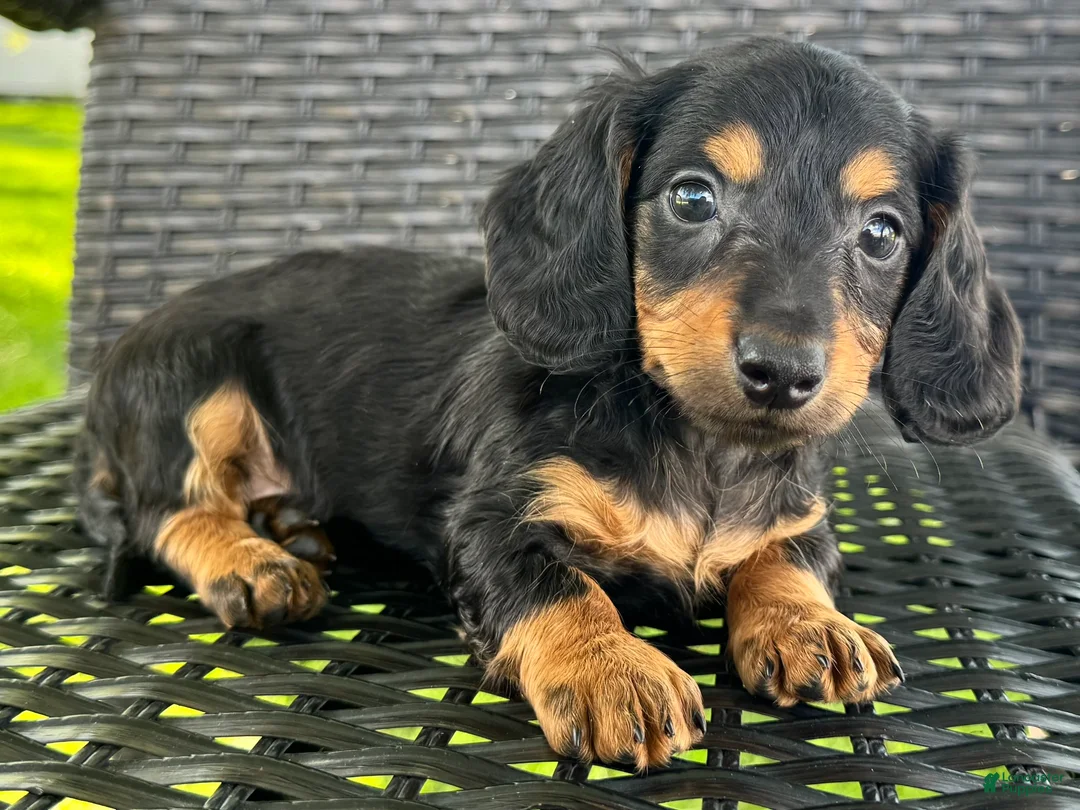 Dachshund dogs for sale: Devo - Ad 2