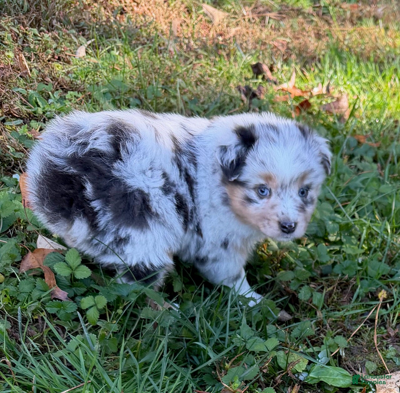 Miniature Australian Shepherd dogs Junior - Ad 40