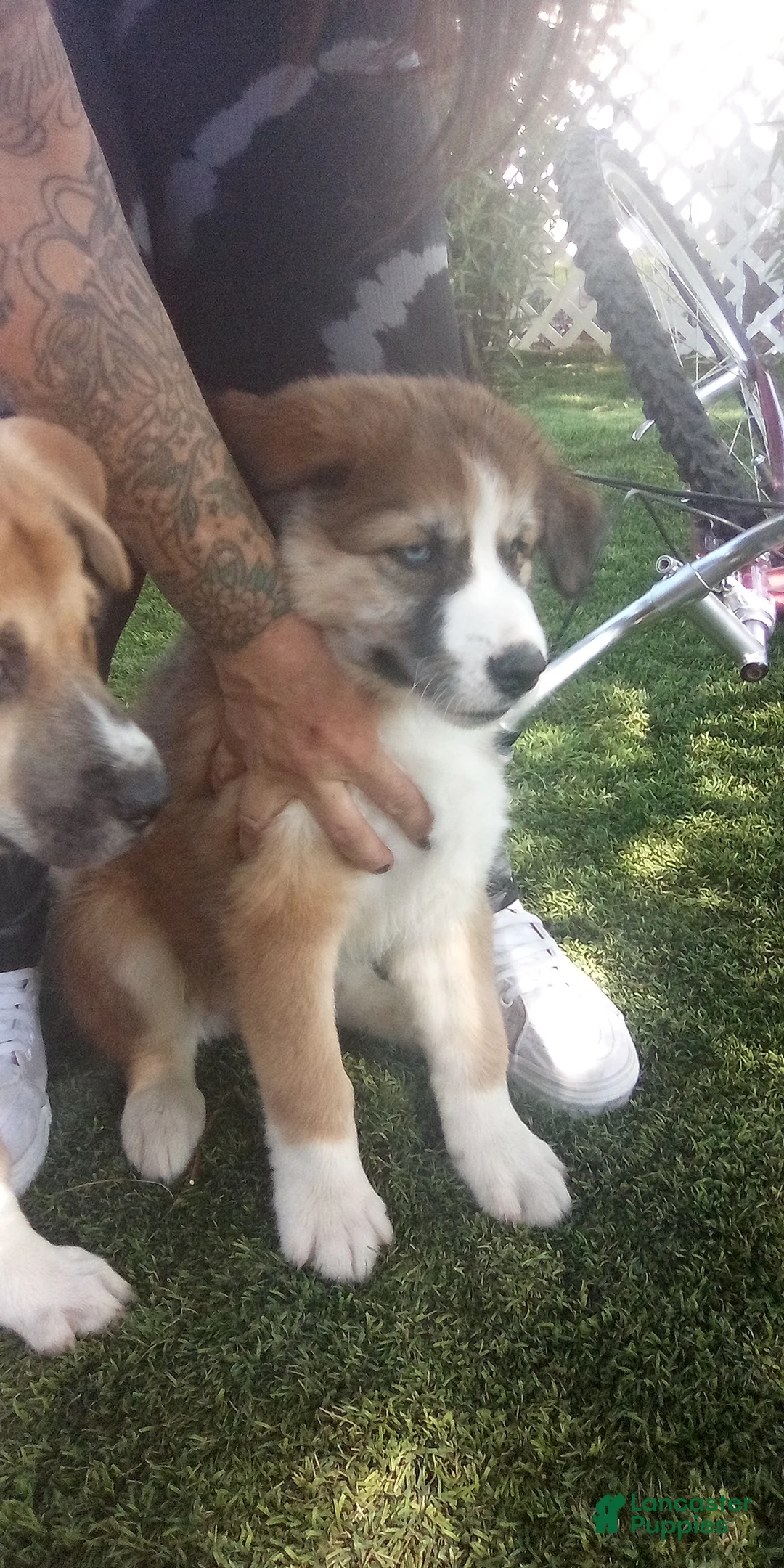 Mixed Breed dogs for sale: Franky - Ad 2