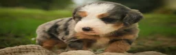 Mini Bernedoodle dogs for sale: Huck F1 Mini Bernedoodle  - Ad 6