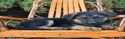 German Shepherd dogs for sale: Duke - Ad 4