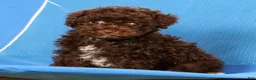 Havapoo dogs for sale: Darla - Ad 7