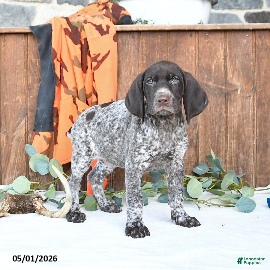 German Shorthaired Pointer dogs Master - Ad 1