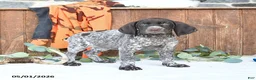 German Shorthaired Pointer dogs for sale: Master - Ad 1