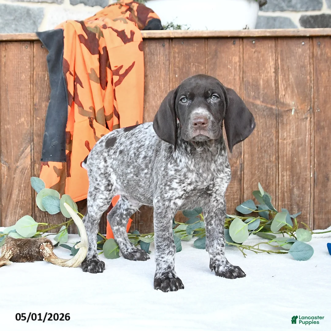 German Shorthaired Pointer dogs for sale: Master - Ad 1