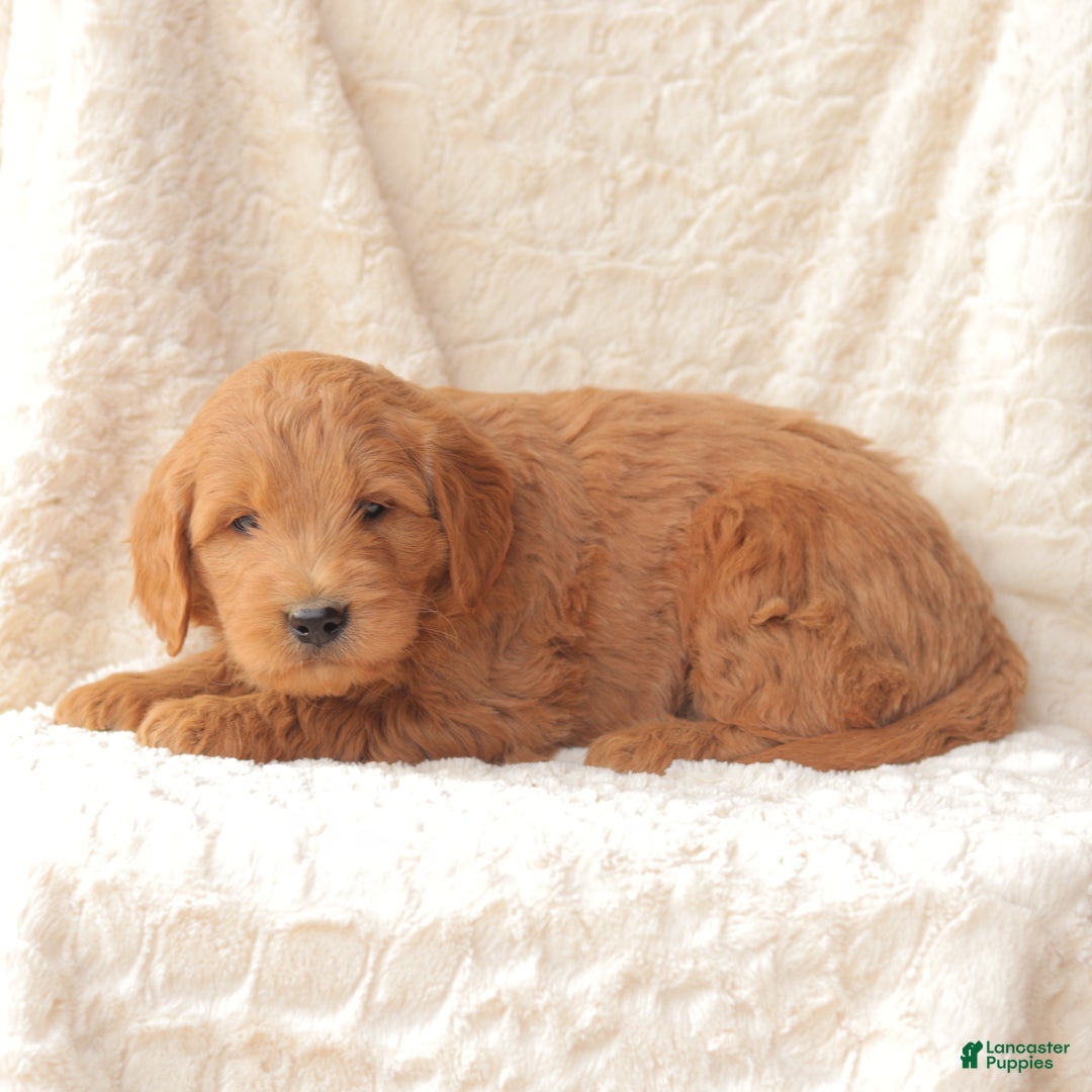 Mini Goldendoodle dogs for sale: Copper - Ad 4