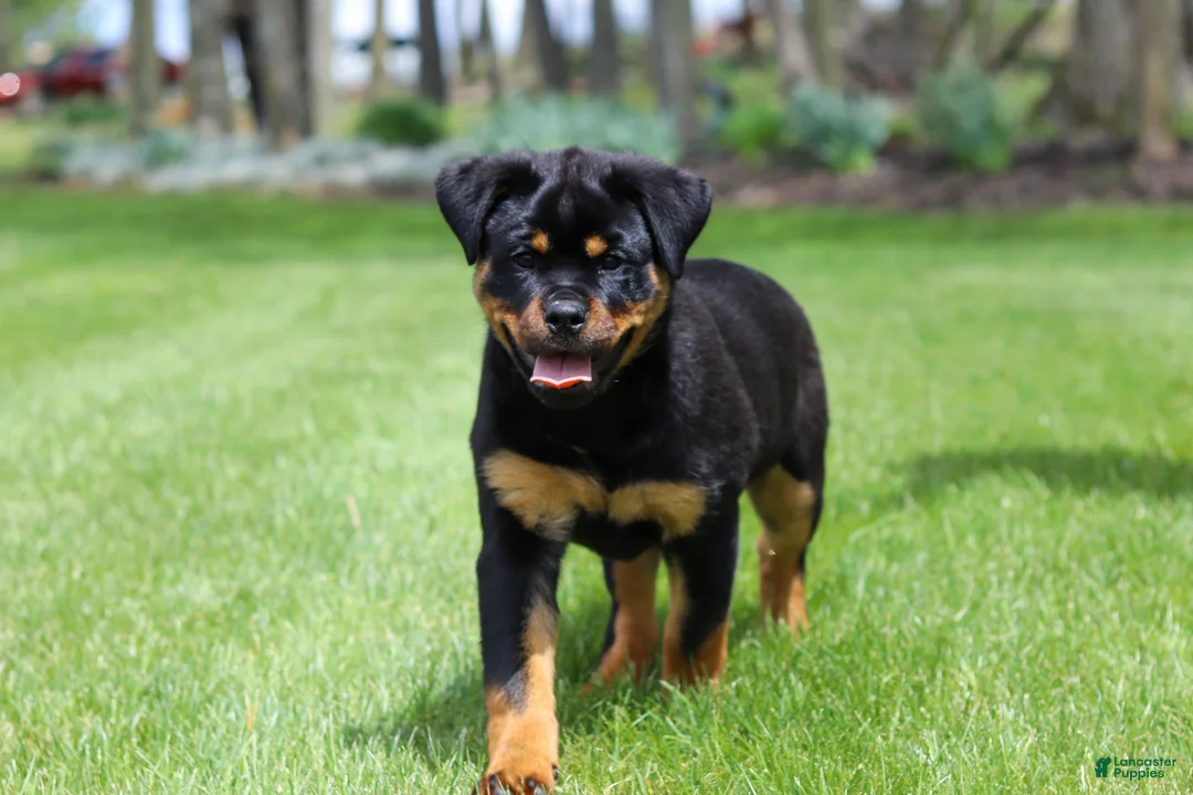 Rottweiler dogs for sale: Angela - Ad 1