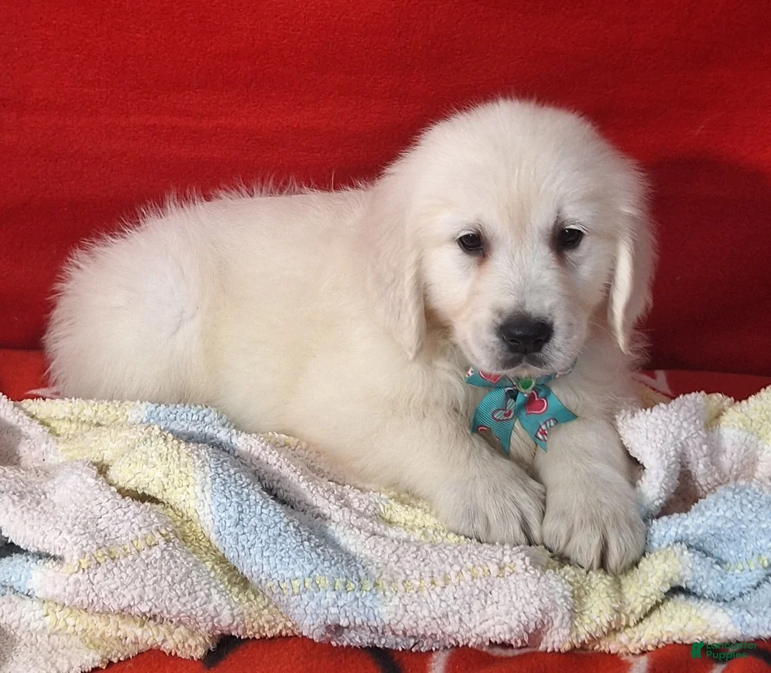 Golden Retriever dogs for sale: Baylor - Ad 3