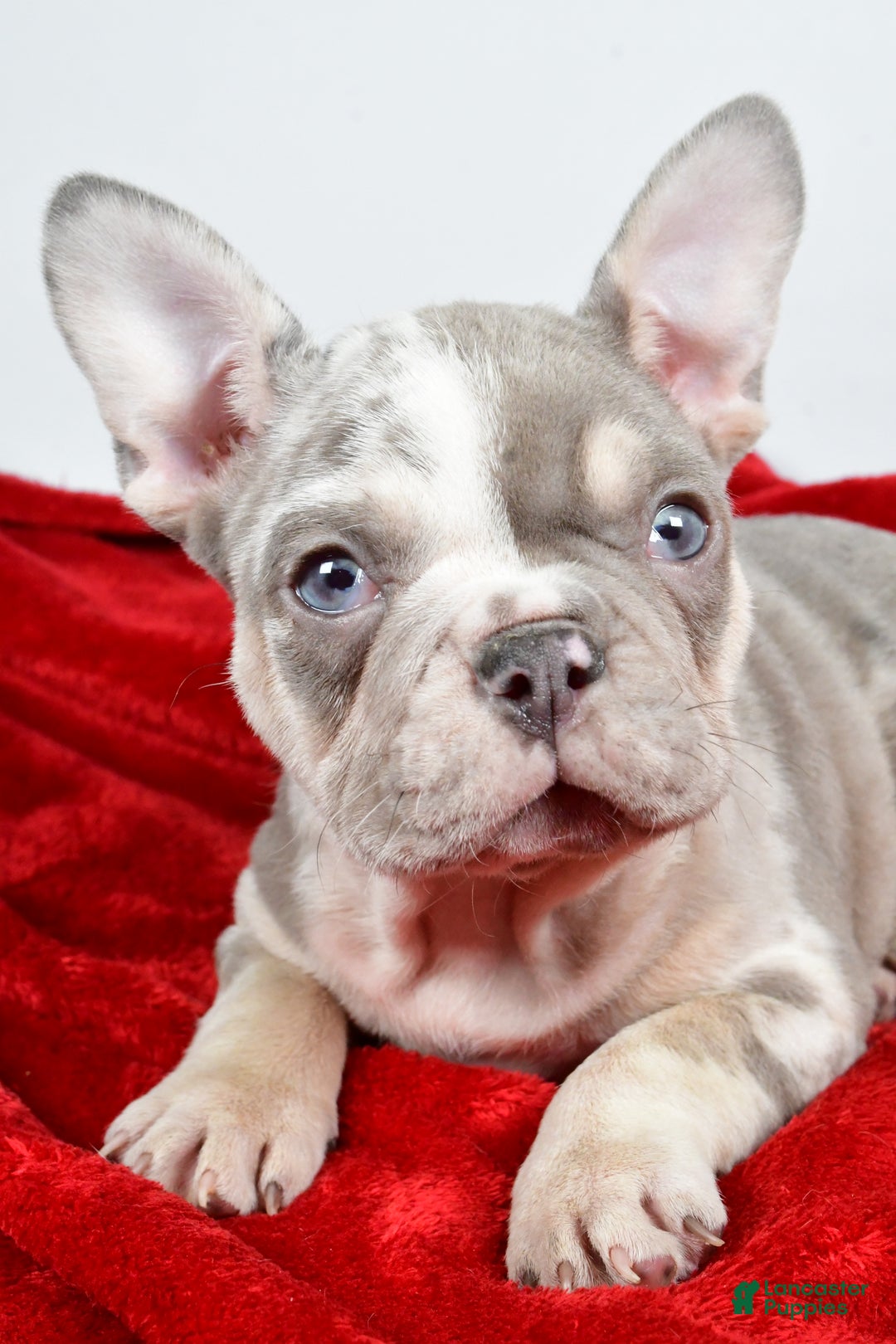 French Bulldog dogs for sale: Frosty - Ad 3
