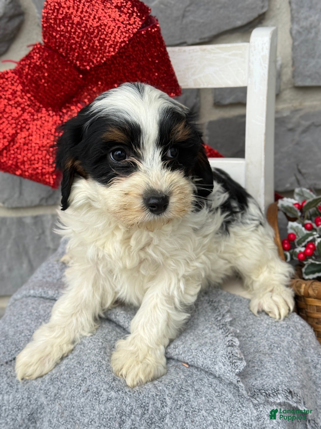 Cavapoo dogs for sale: Allie - Ad 4