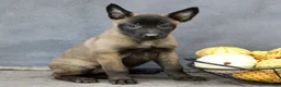 Belgian Malinois dogs for sale: Raven  - Ad 2