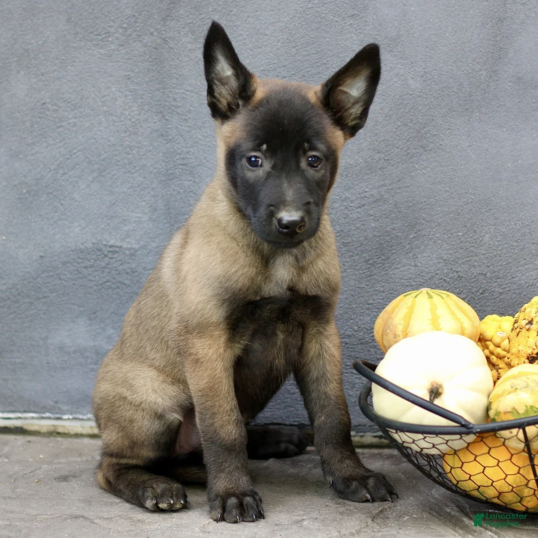 Belgian Malinois dogs for sale: Raven  - Ad 2