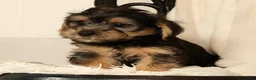 Yochon dogs for sale: Kevin - Ad 6