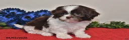 Shih Tzu dogs for sale: Lily - Ad 5