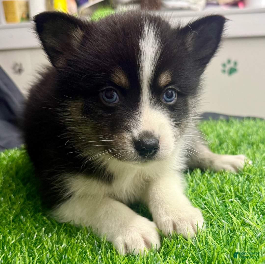 Mixed Breed dogs for sale: Nick - Ad 12