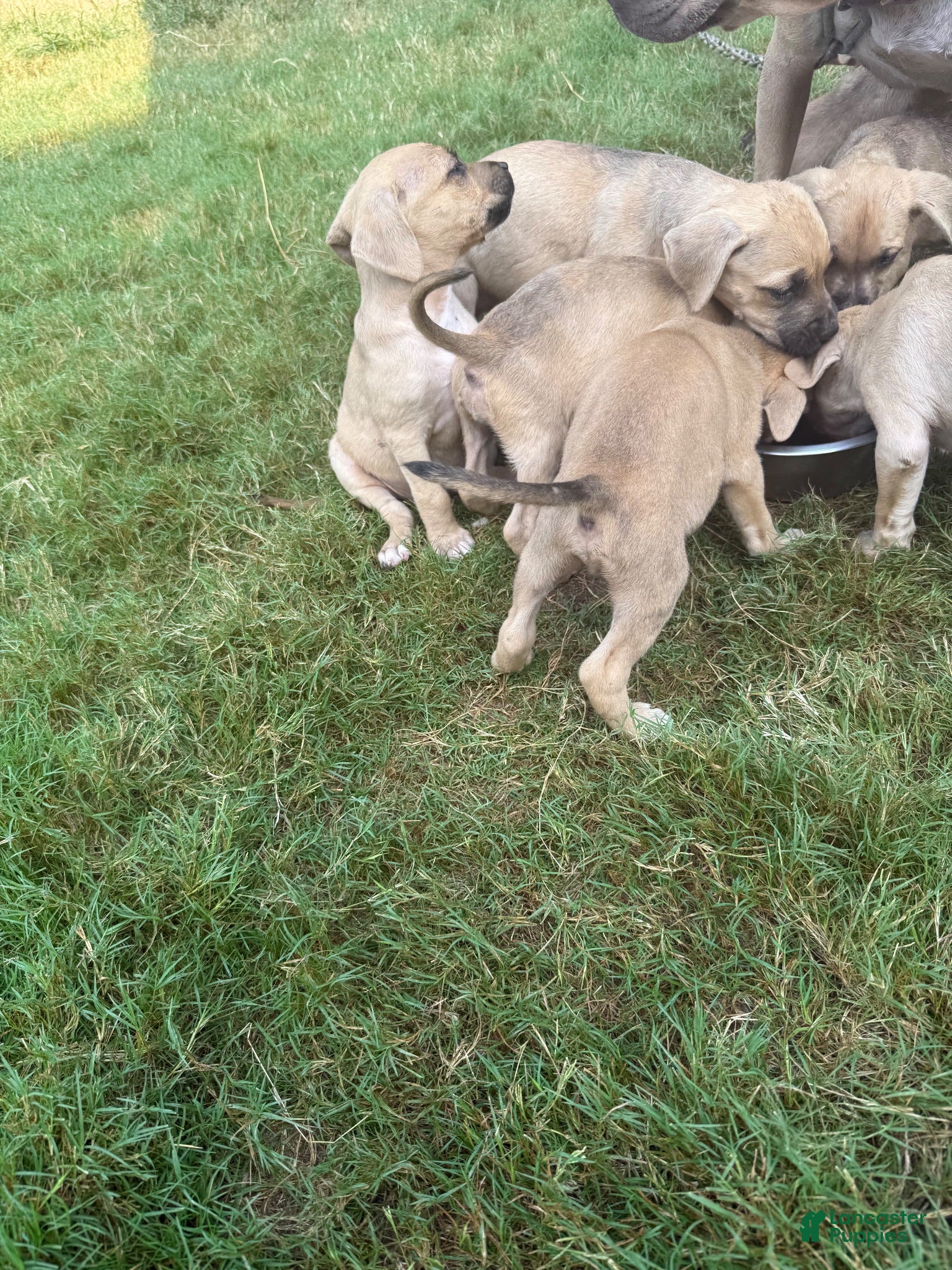 American Bully dogs American Bully 5 - Ad 1