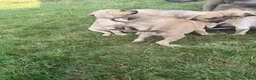 American Bully dogs for sale: American Bully 5 - Ad 1