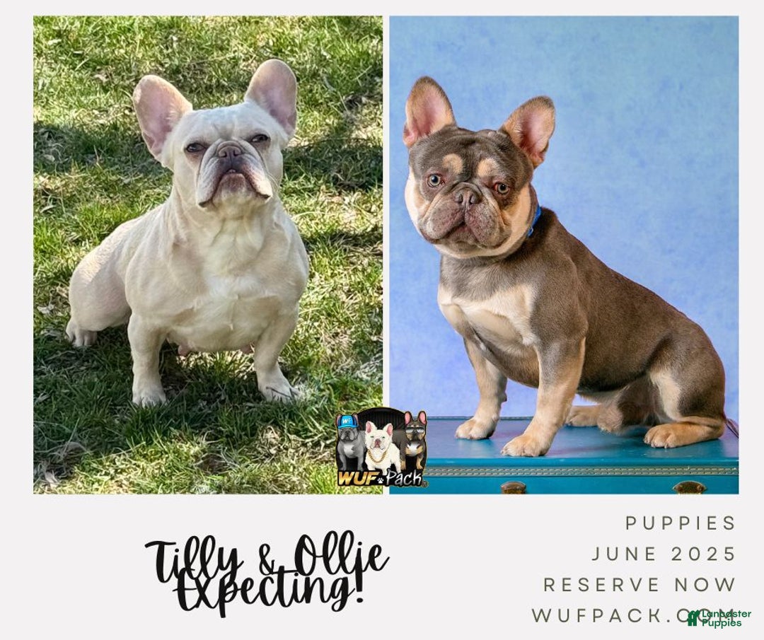 French Bulldog dogs for sale: Female Frenchie - Ad 3