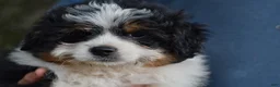 Aussiedoodle dogs for sale: Steak - Ad 4