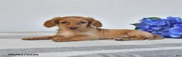 Miniature Dachshund dogs for sale: Tiana - Ad 3