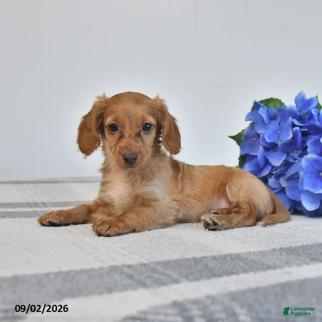 Miniature Dachshund dogs for sale: Tiana - Ad 3