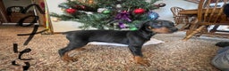 Doberman Pinscher dogs for sale: Motley - Ad 4