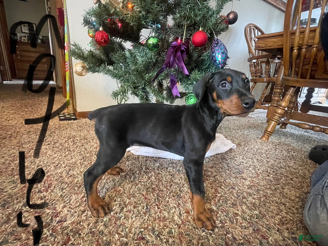 Doberman Pinscher dogs for sale: Motley - Ad 4
