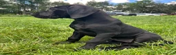 Great Dane dogs for sale: Giulia - Ad 3