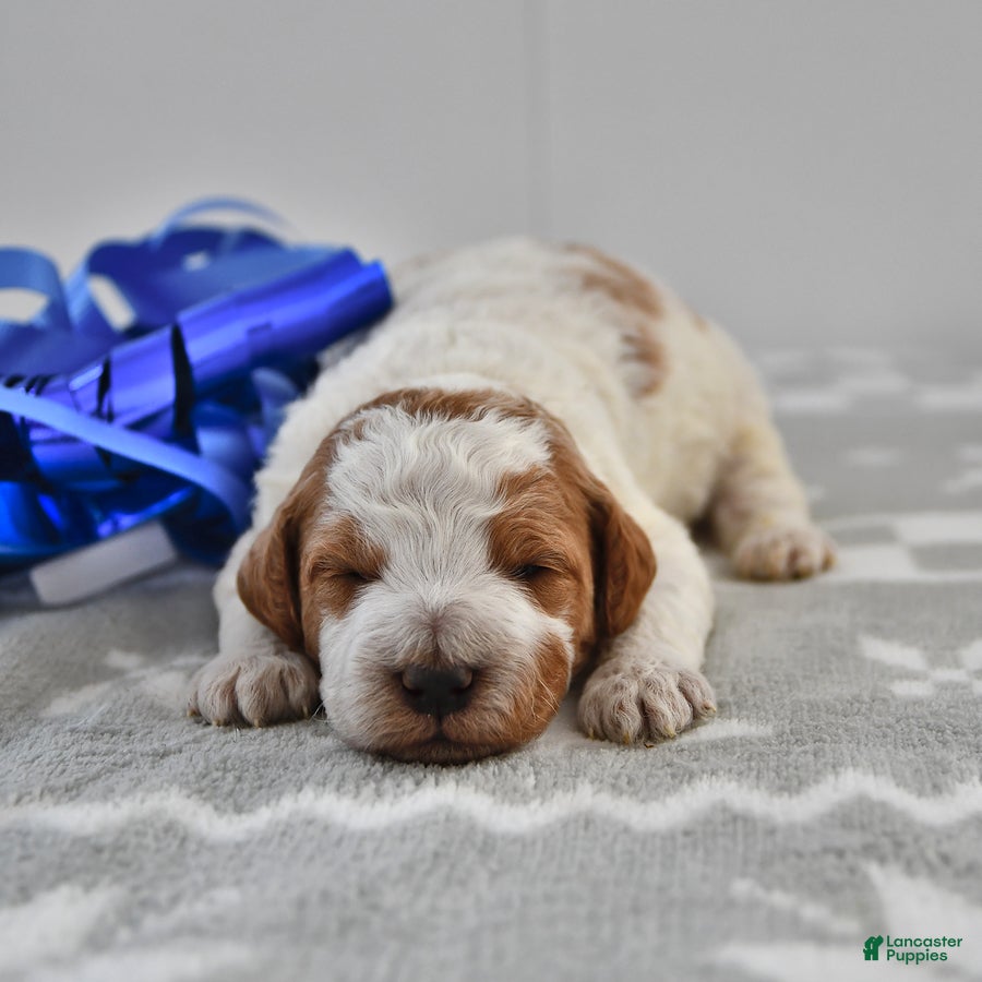 Mini Goldendoodle dogs Cooper - Ad 32