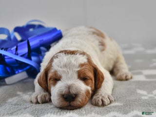 Mini Goldendoodle dogs Cooper - Ad 33