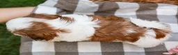 Shih Tzu dogs for sale: Austin - Ad 6