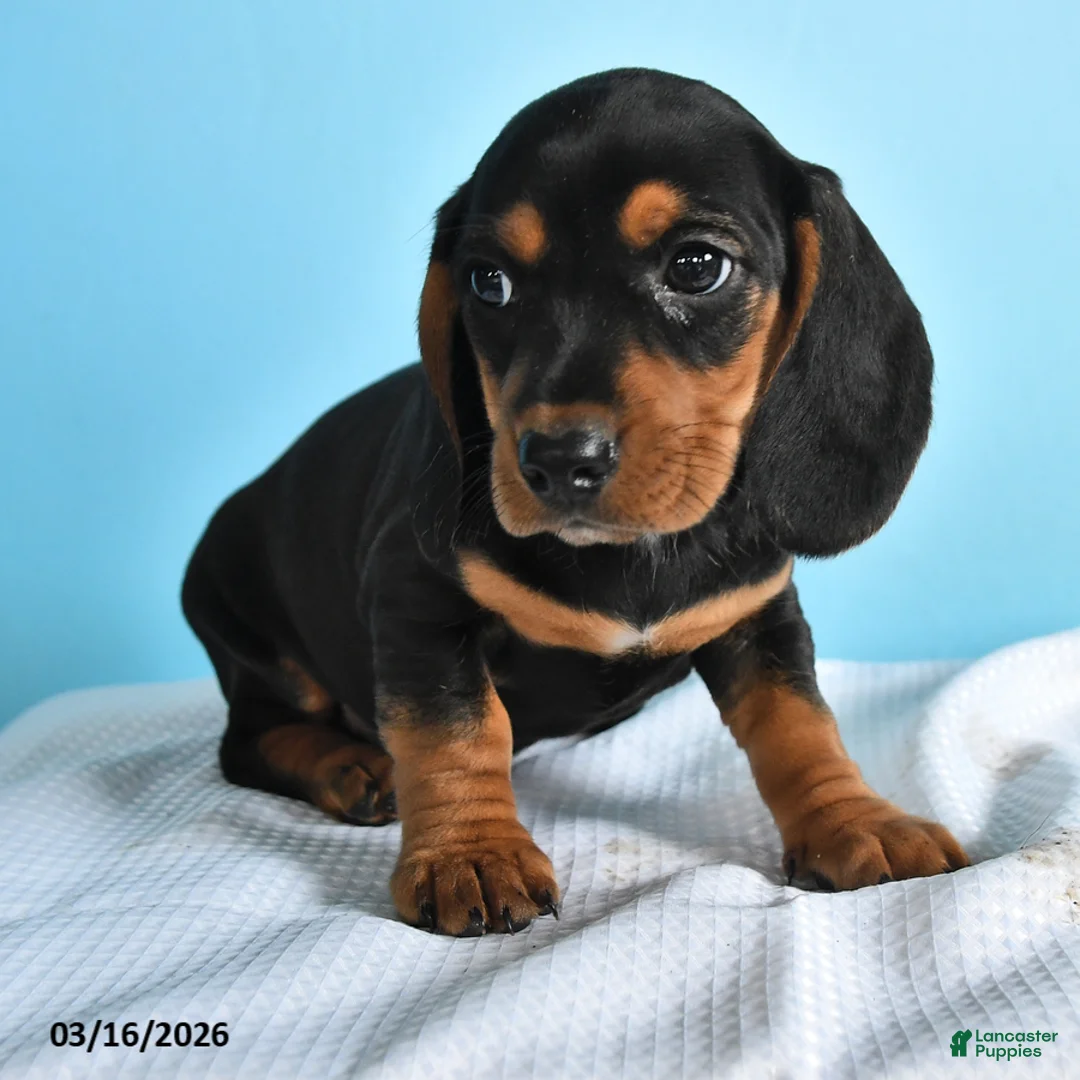 Mixed Breed dogs for sale: Ace - Ad 3