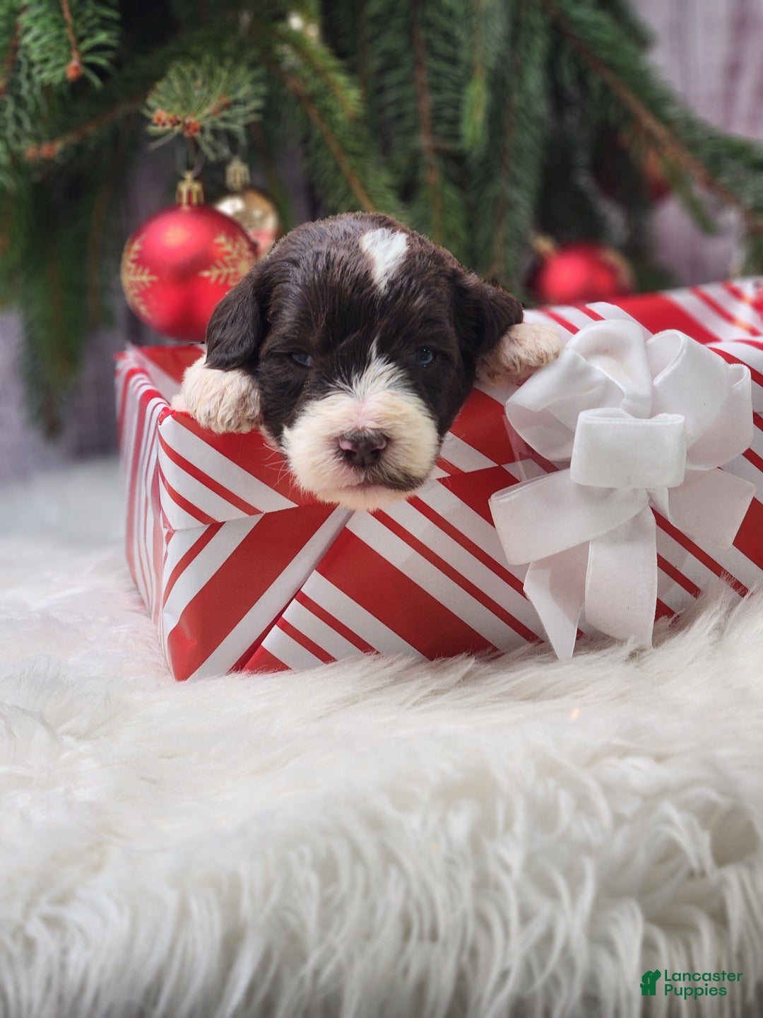 Labradoodle dogs for sale: Louise - F1B - Ad 2