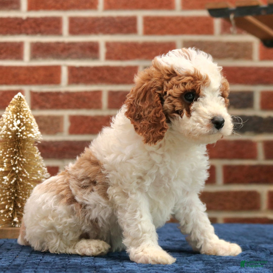 Cavapoo dogs for sale: Baxter  - Ad 4