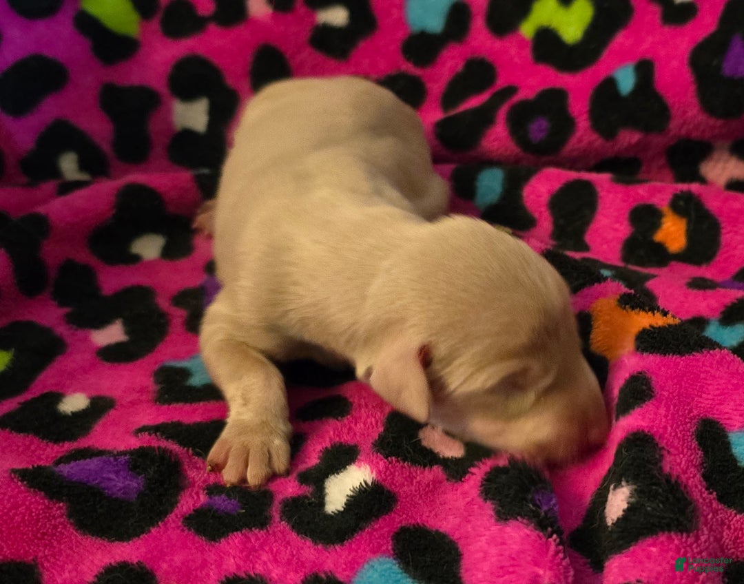 Doberman Pinscher dogs for sale: Genesis - Ad 2