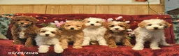 Mini Goldendoodle dogs for sale: Rainbow Teasures  - Ad 5