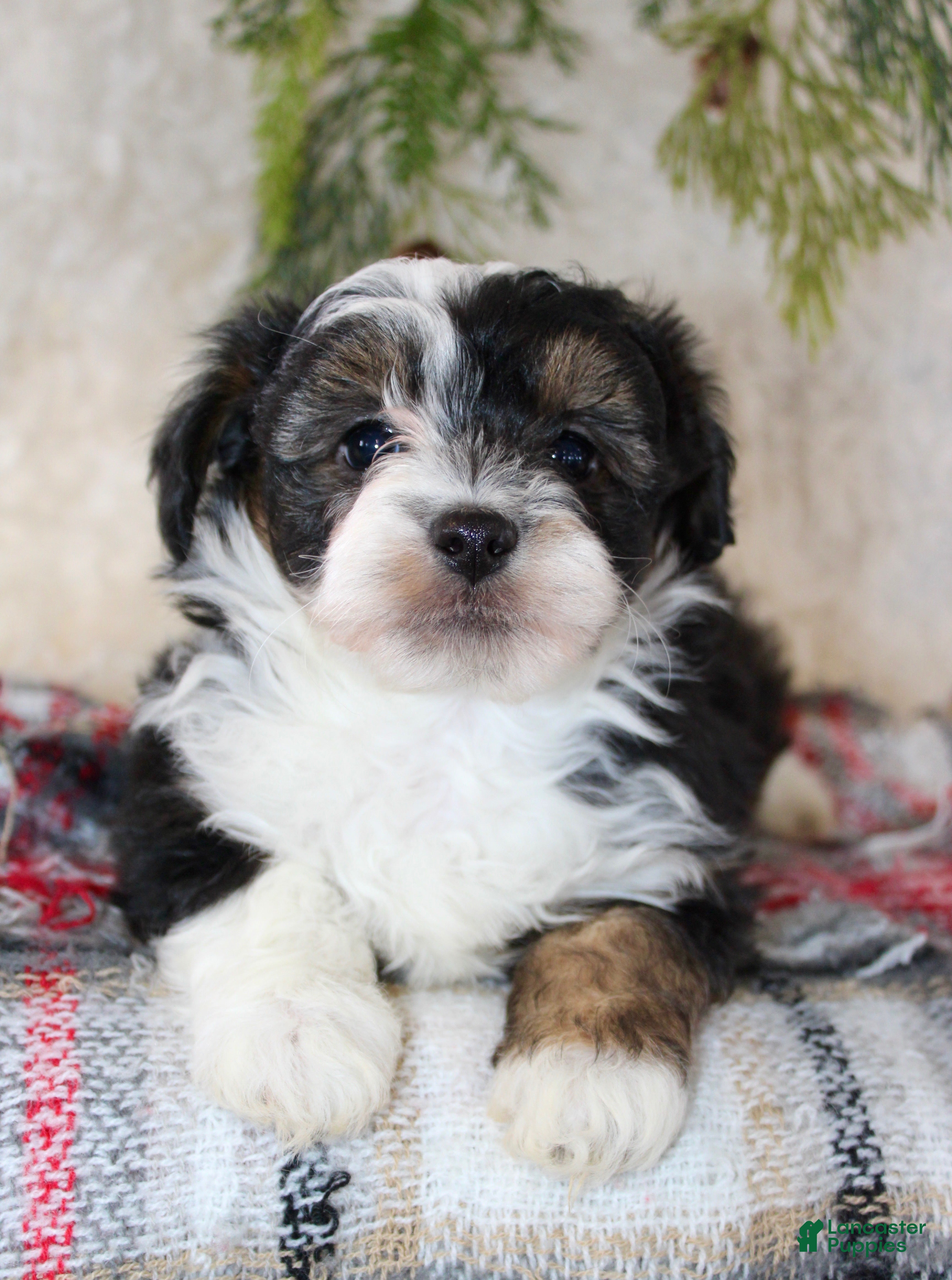 Toy Poodle dogs Toy Australian Shepherd Puppy 2 - Ad 21