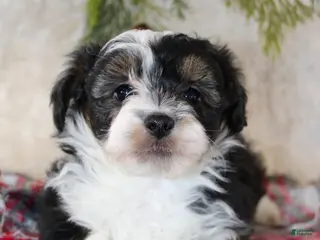 Toy Poodle dogs Toy Australian Shepherd Puppy 2 - Ad 9