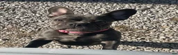Mixed Breed dogs for sale: Mixed Breed 1 - Ad 2