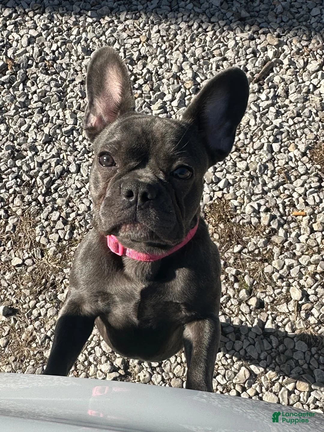Mixed Breed dogs for sale: Mixed Breed 1 - Ad 2